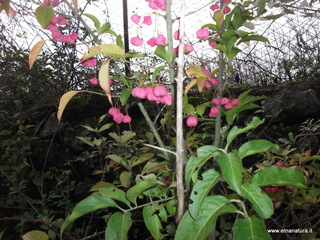 rderia-18-11-2012 12-22-09